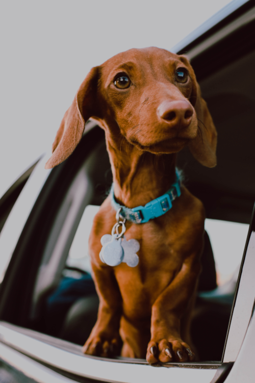 chocolate dachshund outside a car window